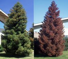 plant habit, summer and winter