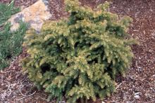 plant habit. spring plant habit. spring