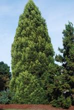 plant habit