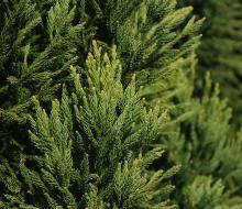 foliage