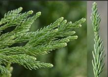 branchlets, leaves