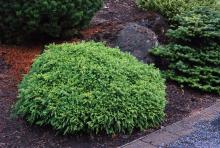 plant habit
