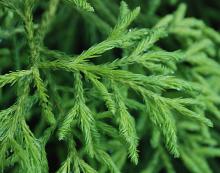 branchlets branchlets
