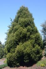 plant habit plant habit