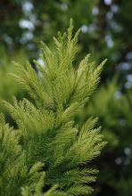 foliage foliage