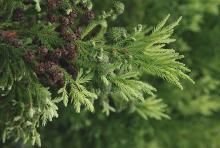 cones and branchlets cones and branchlets