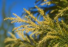 branchlets, winter branchlets, winter