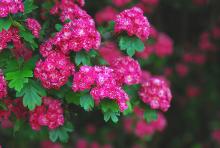 flower cluster and leaves