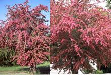 plant habit, flowering