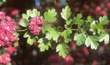 leaves and flowers