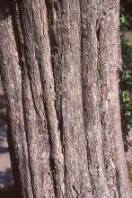 trunk, bark