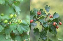 fruit and leaves