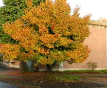 plant habit, fall
