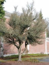 plant habit, winter