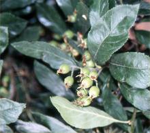 leaves and immature fruit