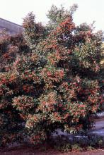 plant habit, fruiting