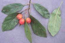 leaves and fruit