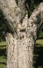 trunks, bark