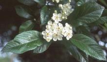 flowers and leaves
