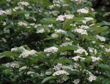 flowers and leaves