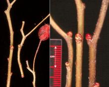 winter twigs, fruit and buds