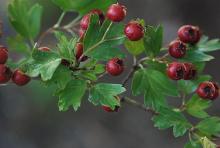 fruit and leaves