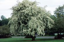 plant habit, spring flowering