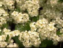 flower clusters