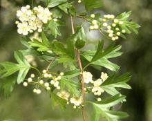 leaves and flowers