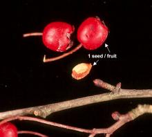fruit, seed and buds, winter