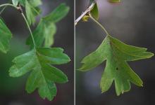 leaves