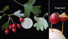 fruit, leaves and seed