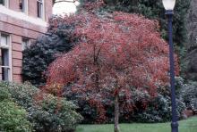 plant habit, after leaf drop, winter