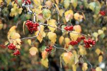 fruit and leaves, fall