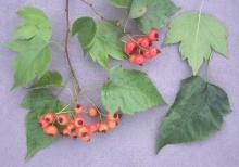 leaves and fruit