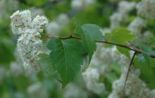flowers, leaves and thorns