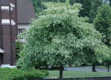 plant habit, early summer flowering