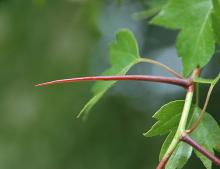thorn