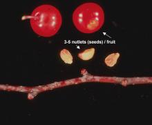 fruit, seeds and buds, winter