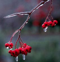 fruit, winter