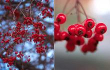 fruit clusters, early winter