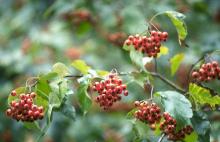 leaves and ripe fruit