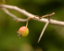 fruit and thorn