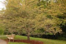 plant habit, fall