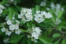 flowers and leaves