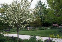 plant habit, late spring flowering plant habit, late spring flowering