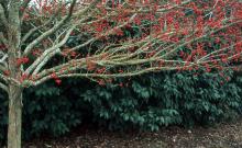 plant habit, winter plant habit, winter