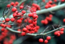 fruit in winter fruit in winter