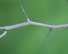 twig, thorns twig, thorns
