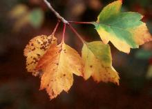 leaves, fall leaves, fall